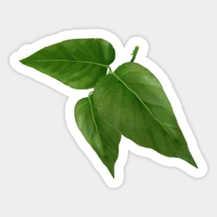 Pothos Jade Leaf Sticker